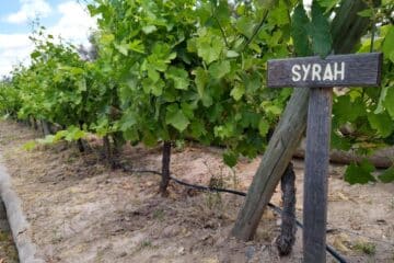 Syrah