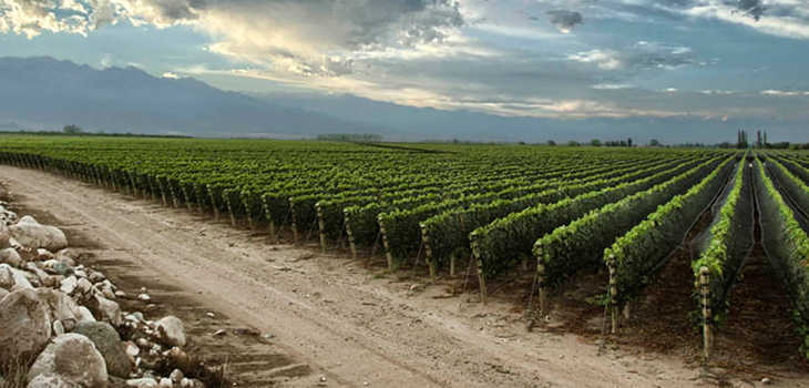 Radiografía de Paraje Altamira: la región que reinventa el vino argentino