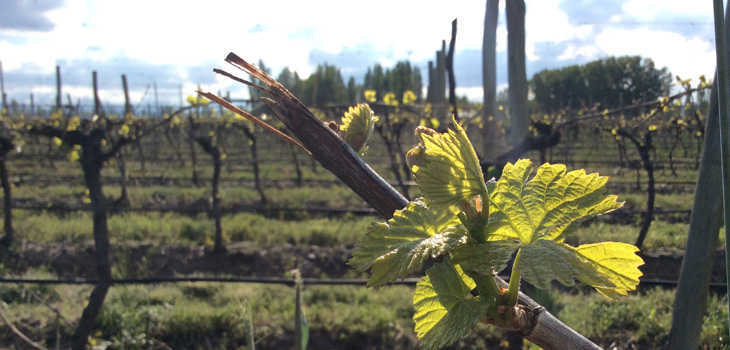 terruños argentinos