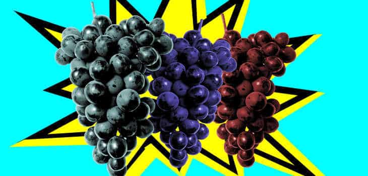 Tres uvas tintas le pondrían color al futuro vino argentino