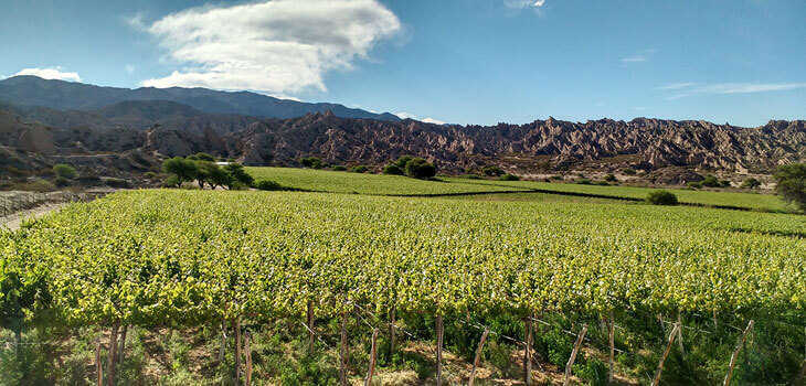 Valle Calchaquí vinos