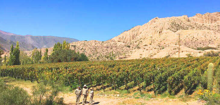 vinos de Jujuy