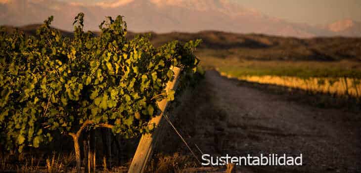 Sustentabilidad de viñedos