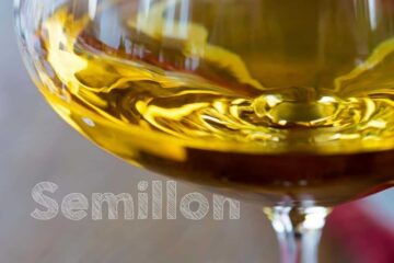 semillón argentino