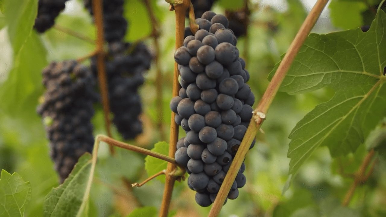 Pinot Noir en Argentina