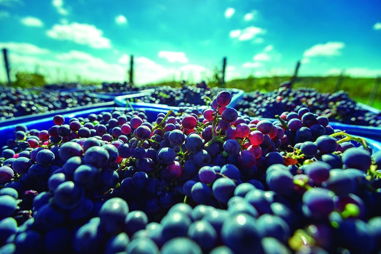 mejores cabernet franc