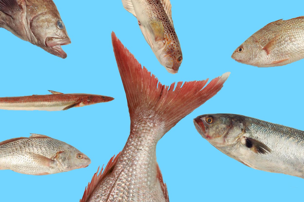 Catálogo de Pescados Argentino