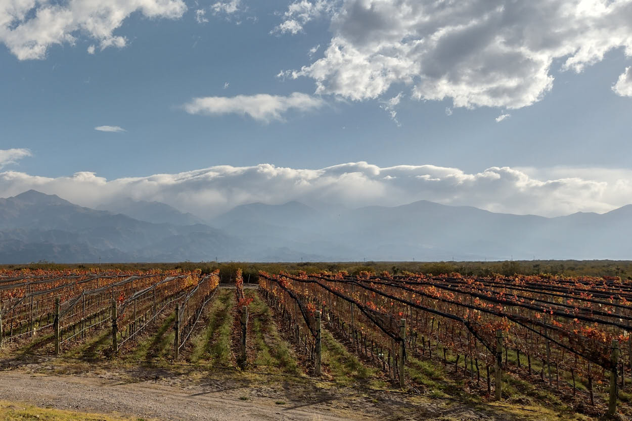 qué son los vinos de parcela