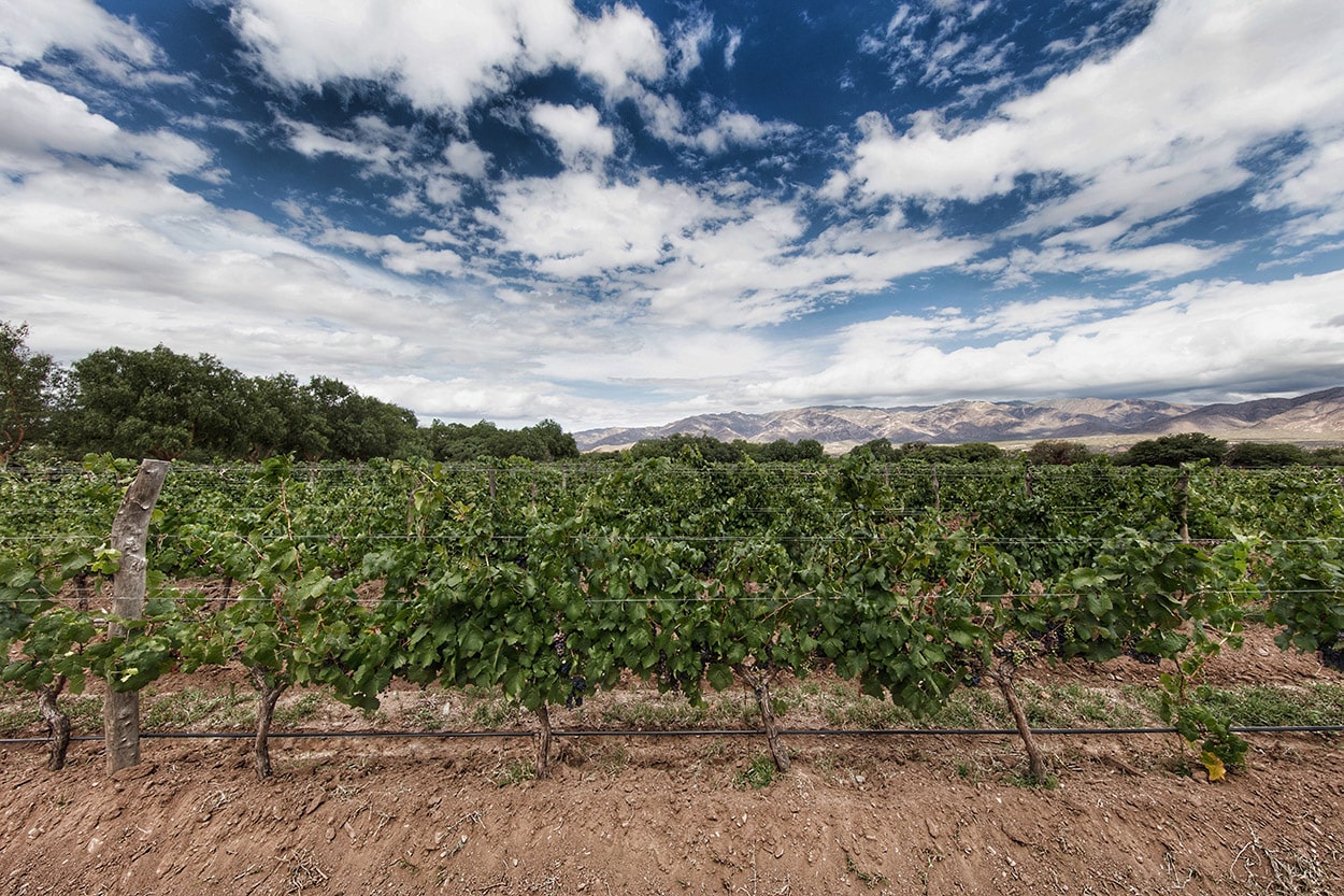 Malbec de bodega colomé