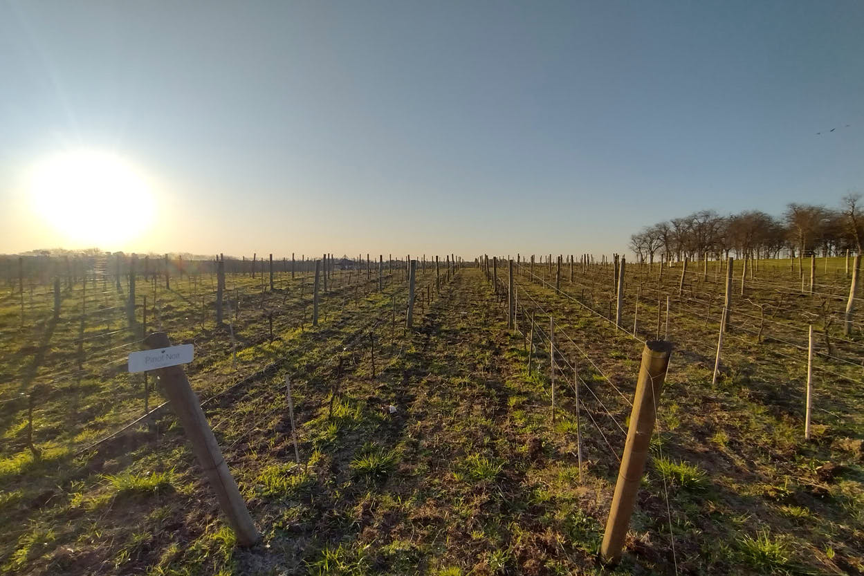 bodega Gamboa Campana