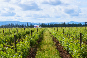 exportación de vino argentino