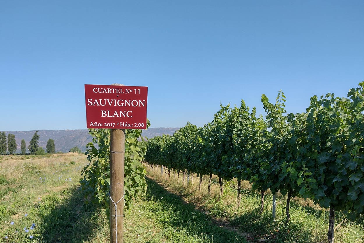 Estilos de Sauvignon Blanc