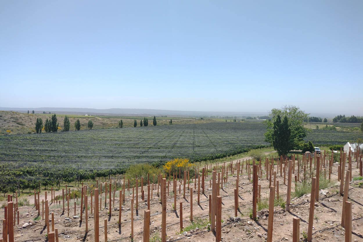 viñedos en terrazas