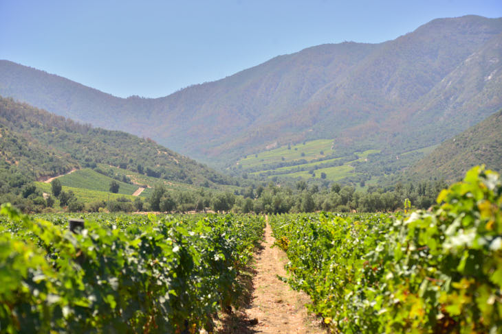 Qué es el Atlas de la sequía y para qué le sirve al vino de la región 3