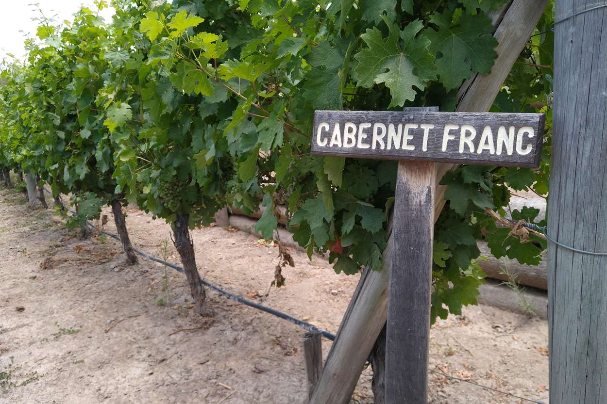 Cabernet Franc