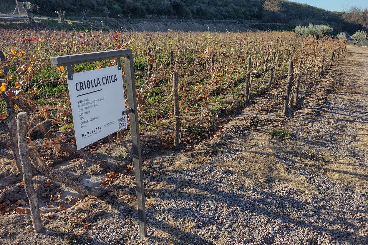 Vinos cepa Criolla chica