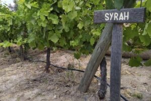 Día del Syrah