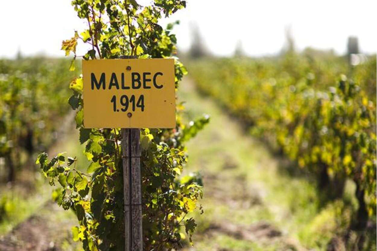 razones del éxito del Malbec