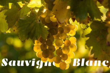 día del Sauvignon Blanc