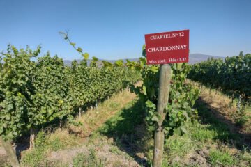 Chardonnay argentino