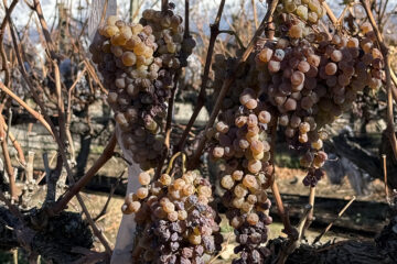 vinos dulces argentinos