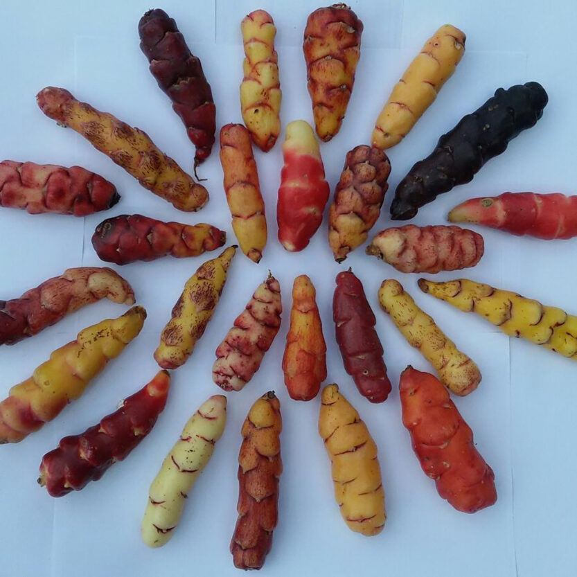 Diferentes variedades de ocas de colores dispuestas en círculo sobre fondo blanco.