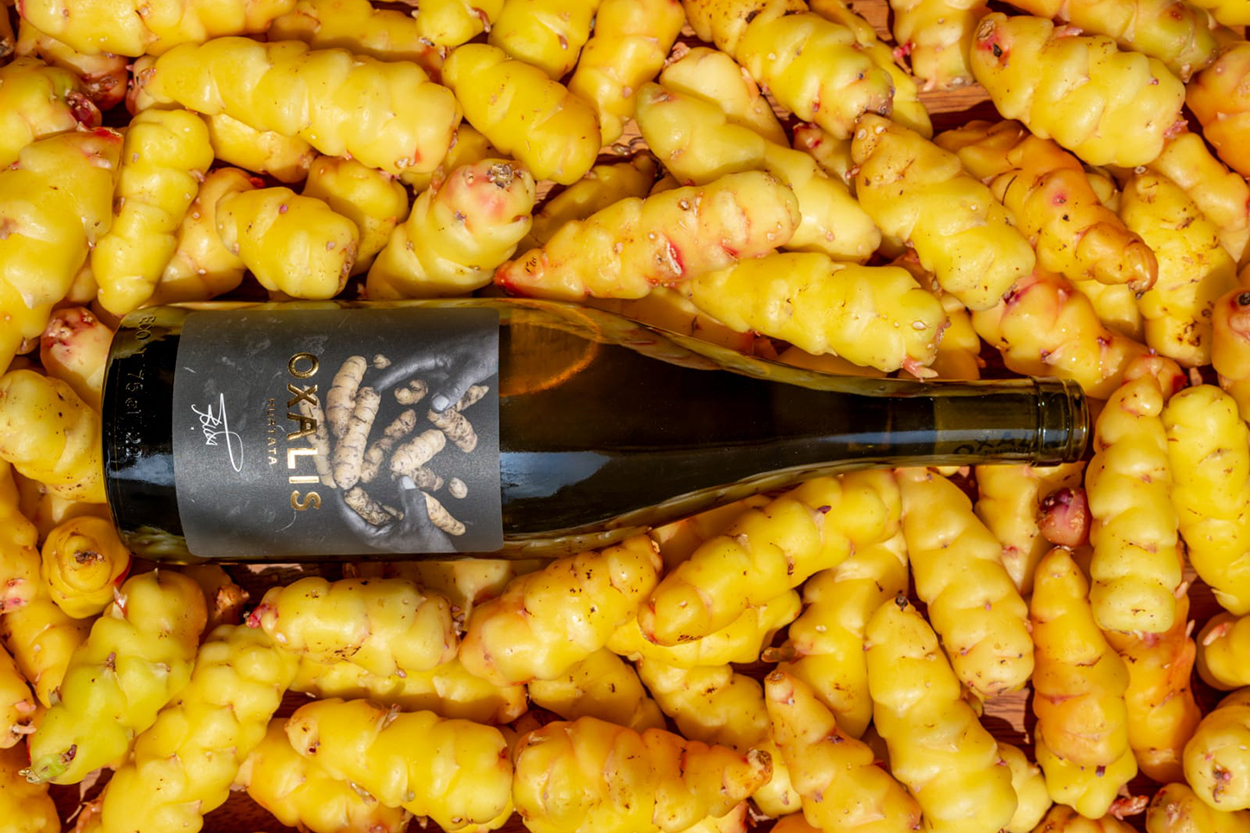 Botella de Oxalis, bebida fermentada de oca andina, sobre un lecho de tubérculos amarillos cosechados en Cusco, Perú.