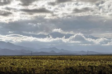 Cosecha 2026: por qué ilusiona pese a la crisis