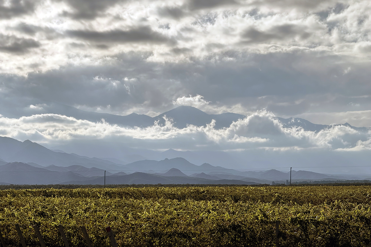 Cosecha 2026: por qué ilusiona pese a la crisis