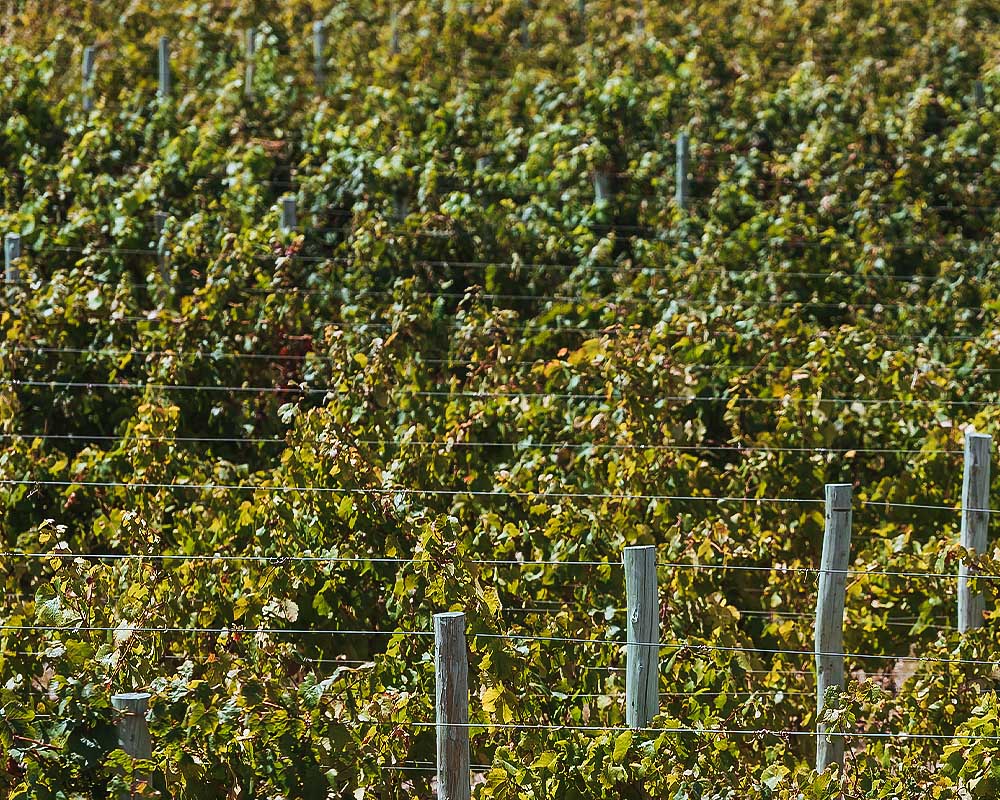 Rutini Wines.
