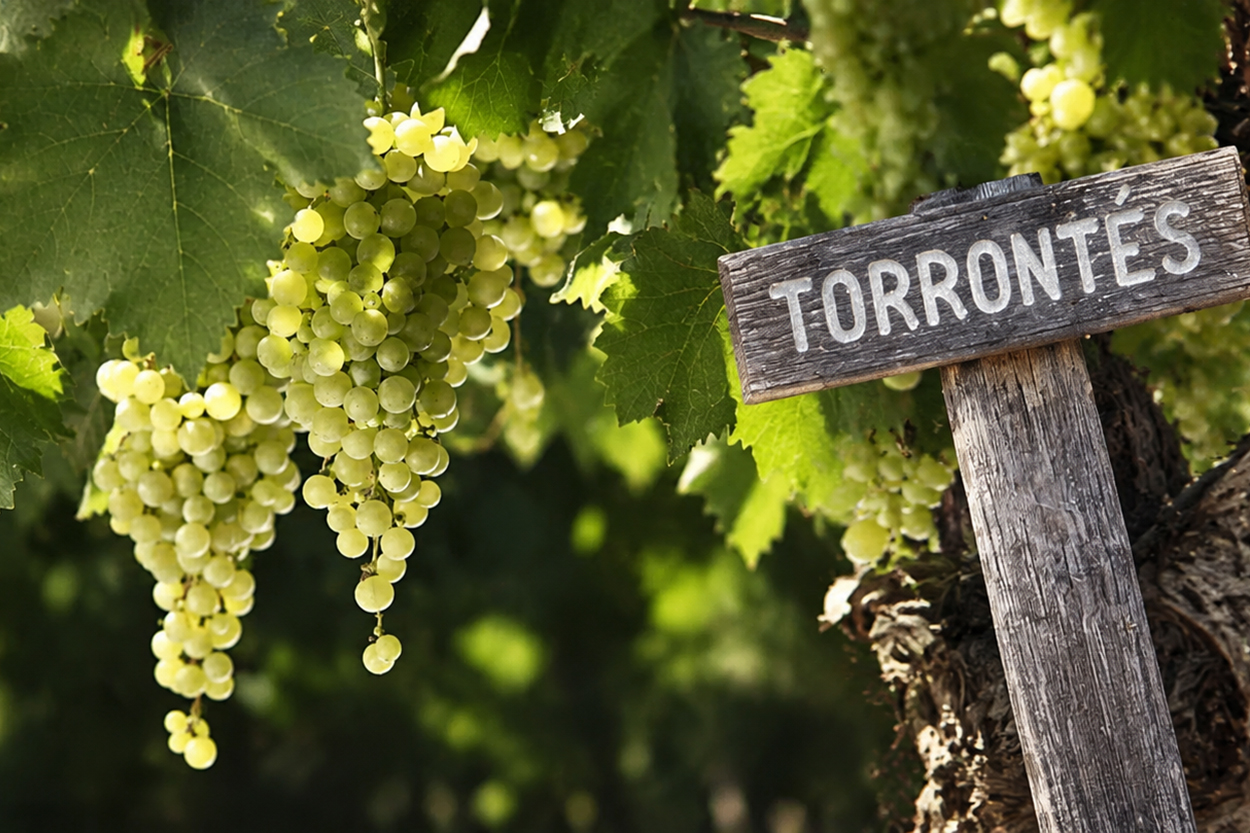 Torrontés
